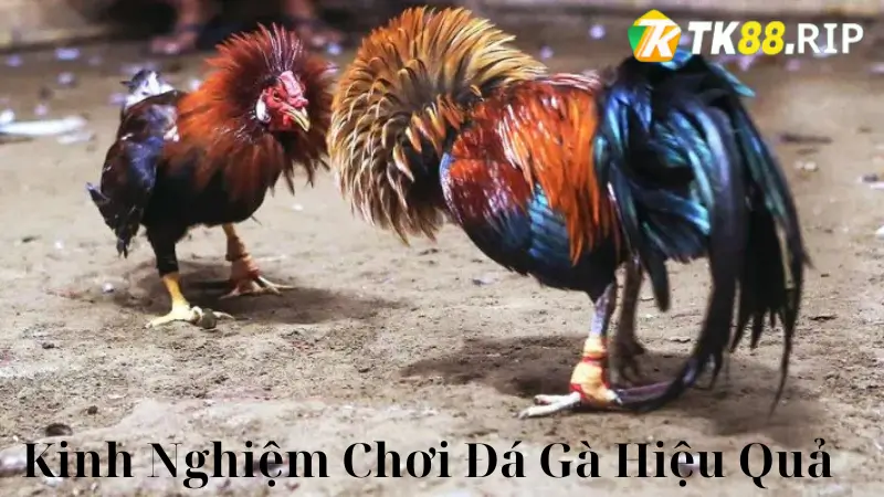 Kinh Nghiệm Đá Gà Cựa Dao Để Giành Chiến Thắng