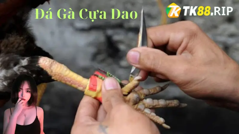 Đá Gà Cựa Dao - Trải Nghiệm Giải Trí Kịch Tính Tại TK88