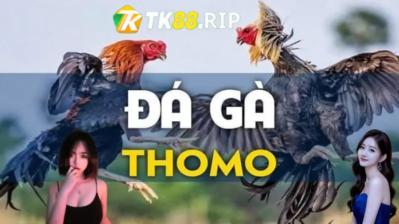 Đá Gà Thomo - Sân Chơi Giải Trí Hàng Đầu Tại TK88